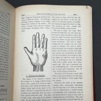 The Study of Palmistry For Prosessional Purposes by Saint Germain 13.jpg