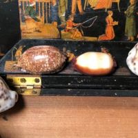 1840s Shell Collection in Victorian Decoupage Sarcophagus Box 21.jpg