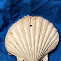 Victorian Era Scallop Shell Book with Pressed Flowers 2.jpg
