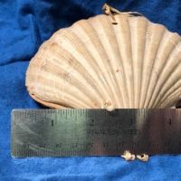 Victorian Era Scallop Shell Book with Pressed Flowers 19.jpg