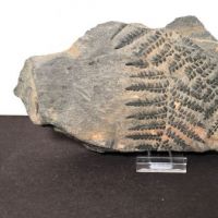 Fossil of Pecopteris Miltoni Coal Fern 1.jpg