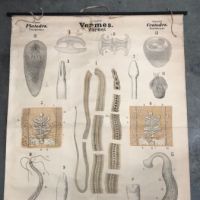 Tapeworm and Flatworm Circa 1910 Lithograph Medical Pulldown Pub Druck und Verlag von Theodor Fischer  14.jpg