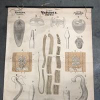 Tapeworm and Flatworm Circa 1910 Lithograph Medical Pulldown Pub Druck und Verlag von Theodor Fischer 1 .jpg
