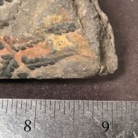 Fossil of Pecopteris Miltoni Coal Fern 13.jpg