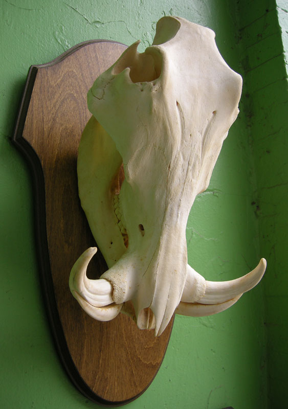 Near Perfect Warthog Skull Mounted Wtih Board: Sturgis Antiques