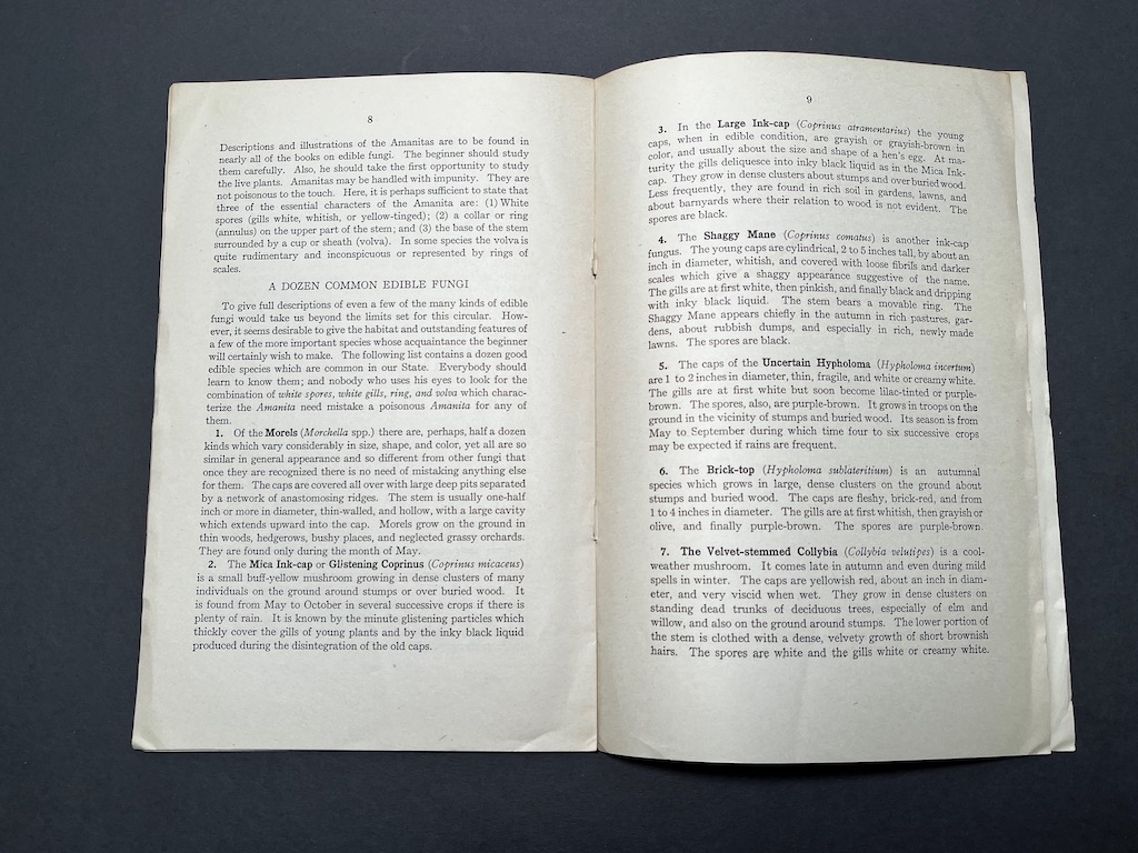 Mushrooms and Other Common Fungi 1915 US Department Of Agriculture ...