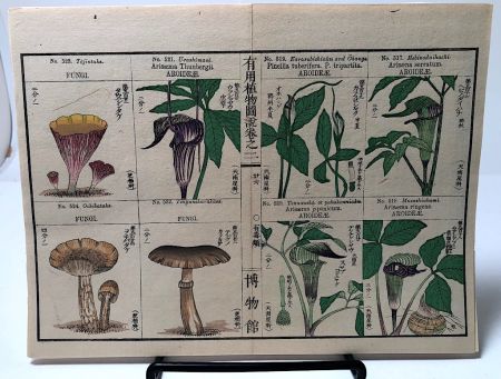 Chinese Herbal Flower Pages 2.jpg