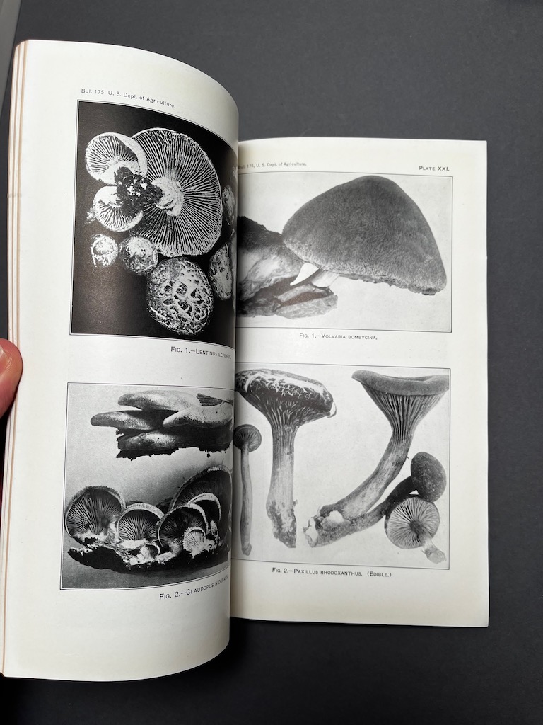 Mushrooms And Other Common Fungi 1915 US Department Of Agriculture ...