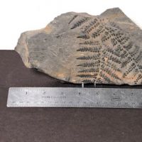 Fossil of Pecopteris Miltoni Coal Fern 12.jpg