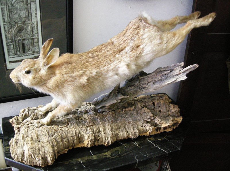 Mountable Rabbit Hides TaxTheDead  : r/Taxidermy