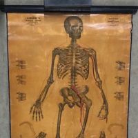 Lambert Skeleton Medical Pulldown 1.jpg
